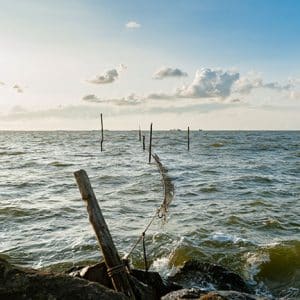 À quoi sert la laitance de poisson pour la santé ?