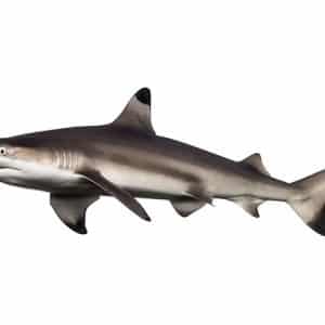 Les bienfaits de l’huile de foie de requin