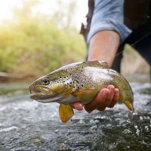 Laitance de poisson pour le bien-être du cerveau